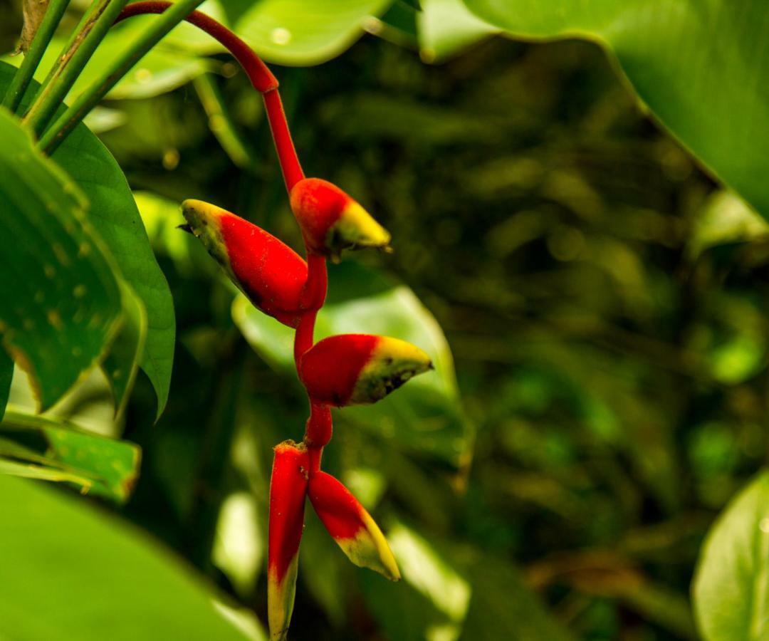 Casa Tucanes Manuel Antonio Eksteriør billede